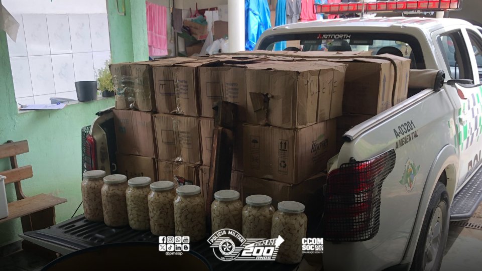Polícia Ambiental Mete o Pé na Porta e Fecha Fábrica Clandestina de Palmito em Juquiá!
